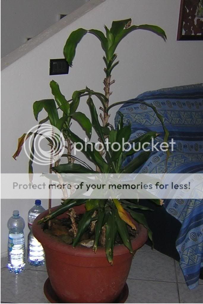 ficusmoribondi.jpg