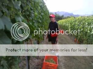 vendemmia2008Seco.jpg