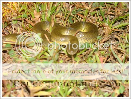 Mồi+Câu+Cá+Lóc Câu cá tràu đêm (mới) | chautuanvu