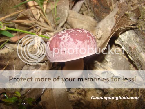 Có ai thích ăn nấm tràm không ? - 6