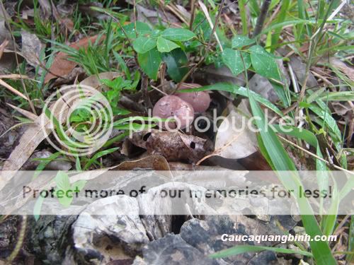 Có ai thích ăn nấm tràm không ? - 5