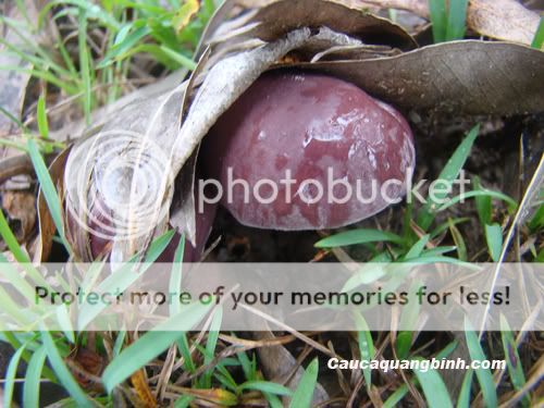 Có ai thích ăn nấm tràm không ? - 4