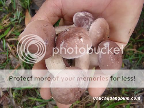 Có ai thích ăn nấm tràm không ? - 8