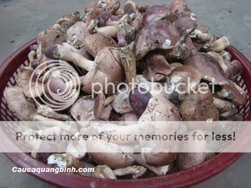 Có ai thích ăn nấm tràm không ? - 9