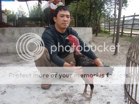 Chan+Ga+Choi+DEP Chan Nuoi Ga Choi http://muaban.gia24.com/xem+vay+chan+ga+choi+dep ...