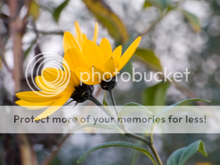 IMAGE: http://i459.photobucket.com/albums/qq314/spoochthedissident/DSCF5922.jpg