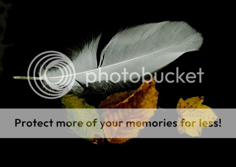 IMAGE: http://i459.photobucket.com/albums/qq314/spoochthedissident/DSCF6178-m.jpg