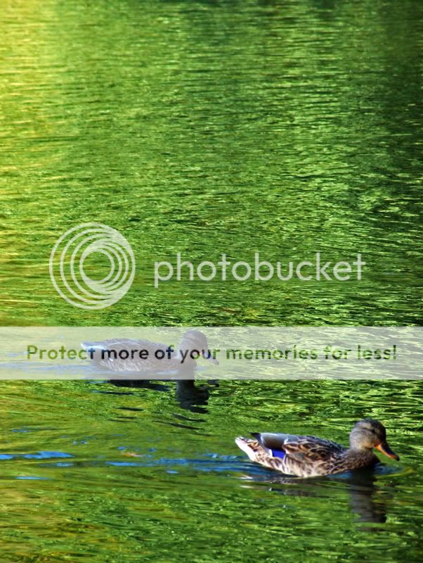 IMAGE: http://i459.photobucket.com/albums/qq314/spoochthedissident/mightyduckscrop800-600.jpg