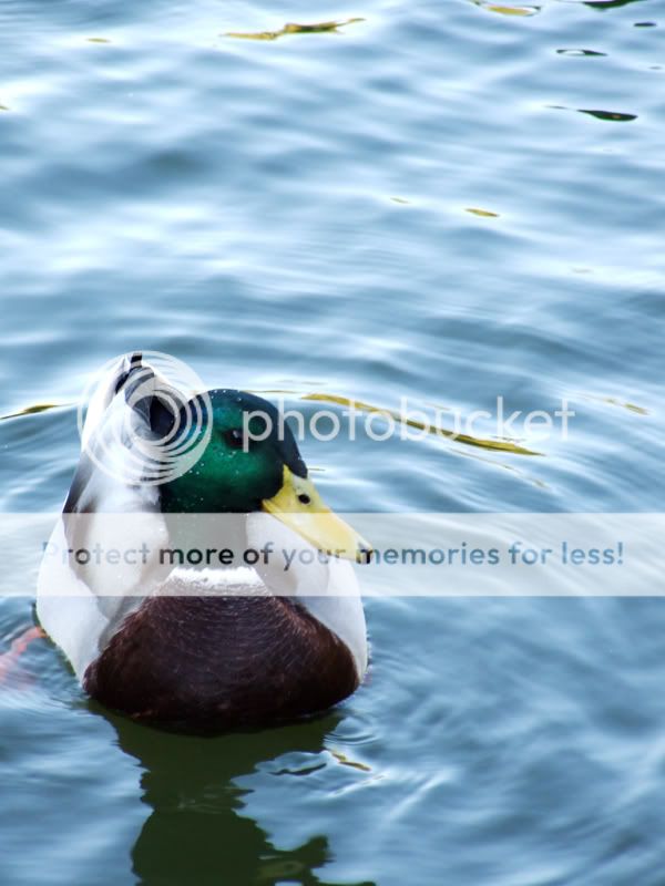 IMAGE: http://i459.photobucket.com/albums/qq314/spoochthedissident/patak800-600.jpg