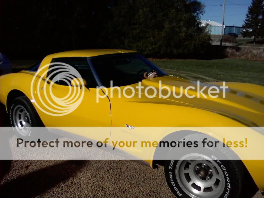 Chippy D Pictures, Images & Photos | Photobucket