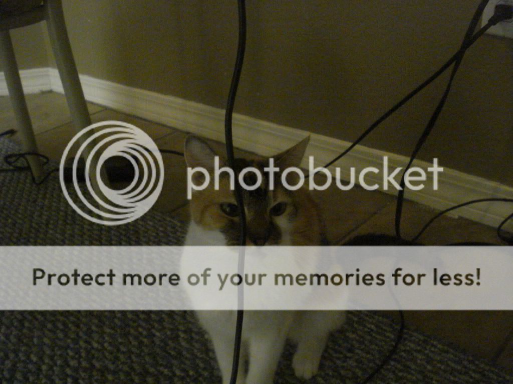 animalphotos.jpg