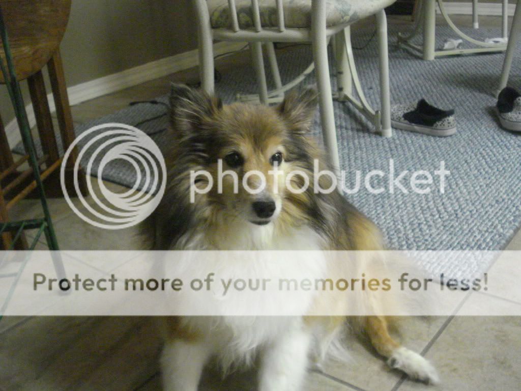 animalphotos001.jpg