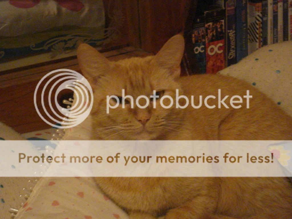 animalphotos002.jpg