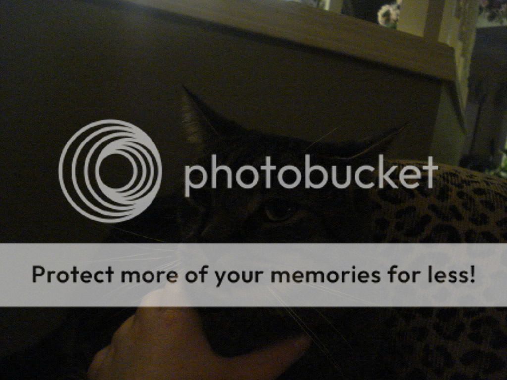 animalphotos003.jpg