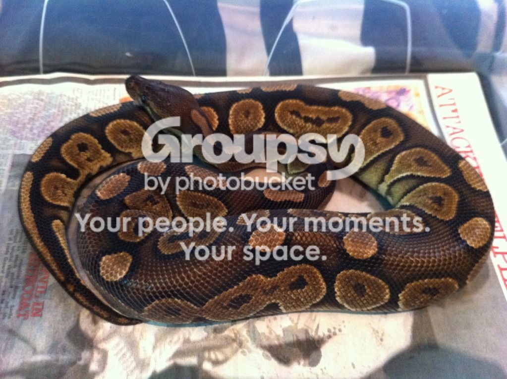 600g Ball Python SW England - Cb11 0.1 600g Cinnamon Ball Python for sale | Reptile Forums